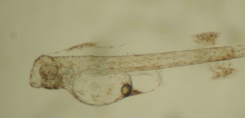 Captura de pantalla 2024-04-15 a la(s) 12.56.19?p.�m..png (730 KB)