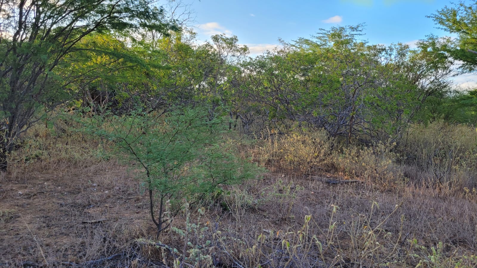 CATINGA 2.jpg (357 KB)