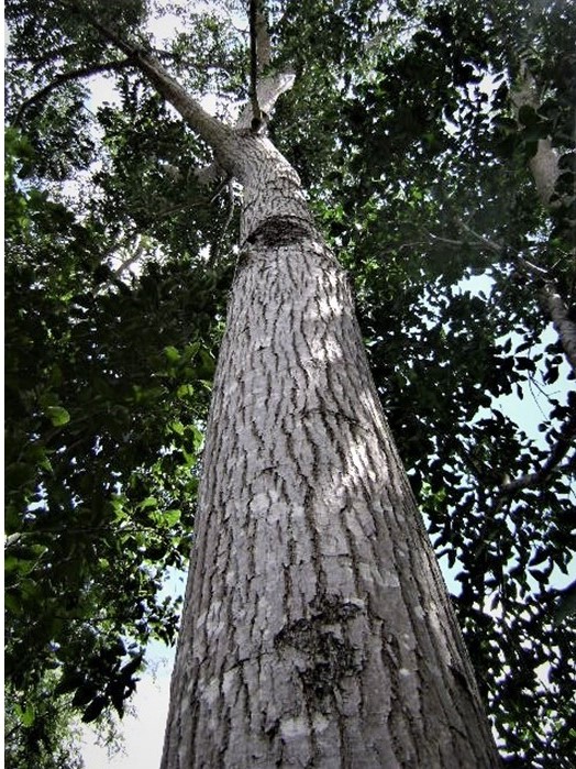 Presentaci�n1.jpg (182 KB)